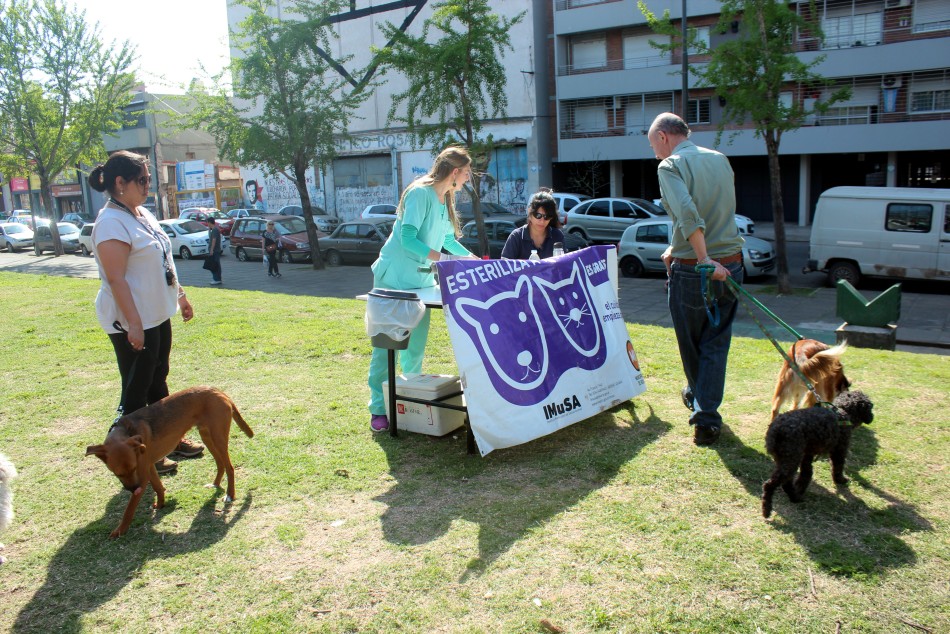 62650 | Operativo barrio Abasto: el Imusa vacunó a perros y gatos  -