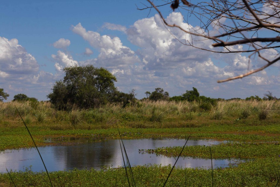 88028 | El Legado Deliot, biodiversidad en su máxima expresión - Juan Pablo Allegue