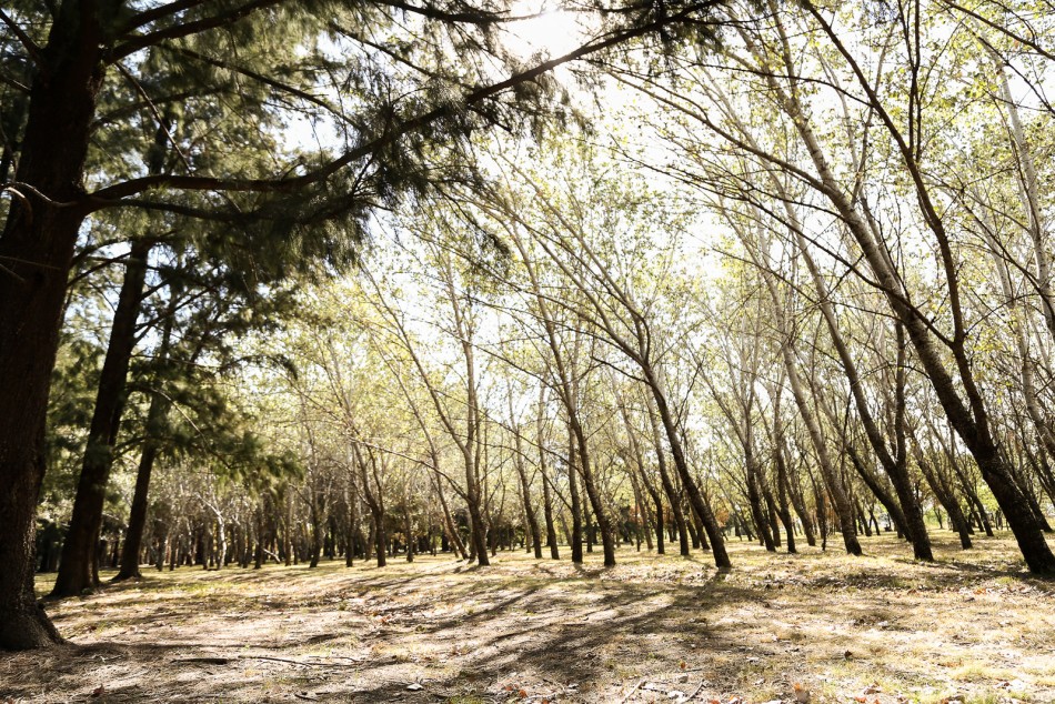 127870 | El Bosque de los Constituyentes, 220 hectáreas de naturaleza -