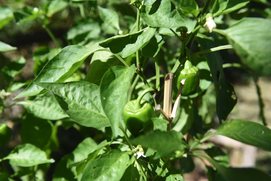 194679 | Archivo - Subsecretaría de Comunicación Social (Silvio Moriconi)