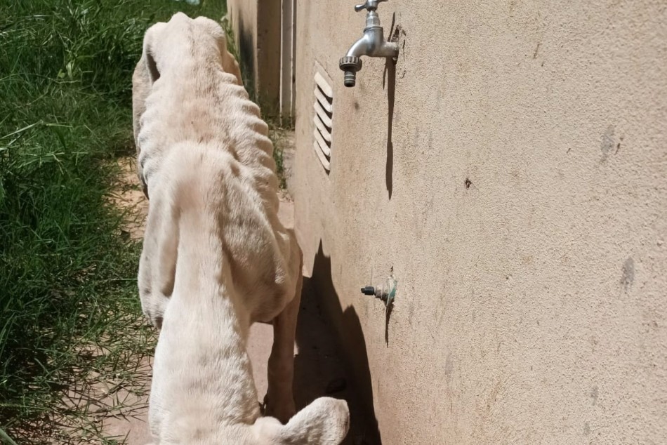 479949 | Así estaba Perica cuando fue rescatada  - Secretaría de Control