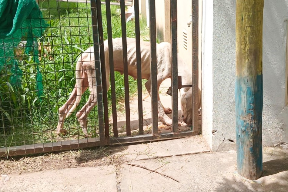 479950 | Así fue encontrada la perra  - Secretaría de Control