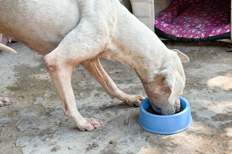 479953 | Perica recuperó musculatura y peso  - Secretaría de Control