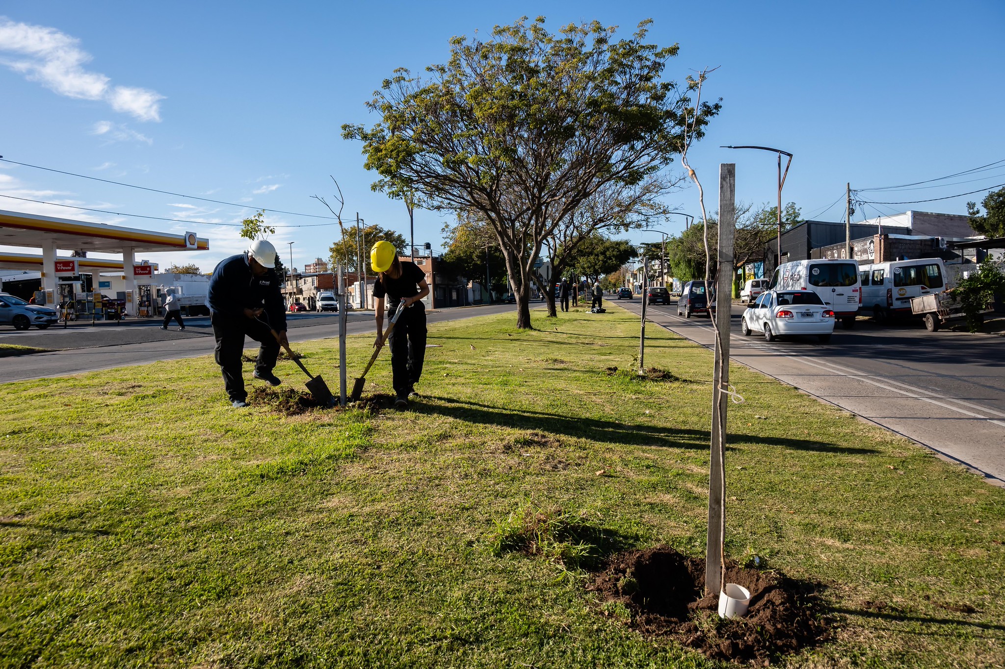 Noticias MR | Continúa la plantación de árboles en distintos puntos de la ciudad Noticias MR | Continúa la plantación de árboles en distintos puntos de la ciudad
