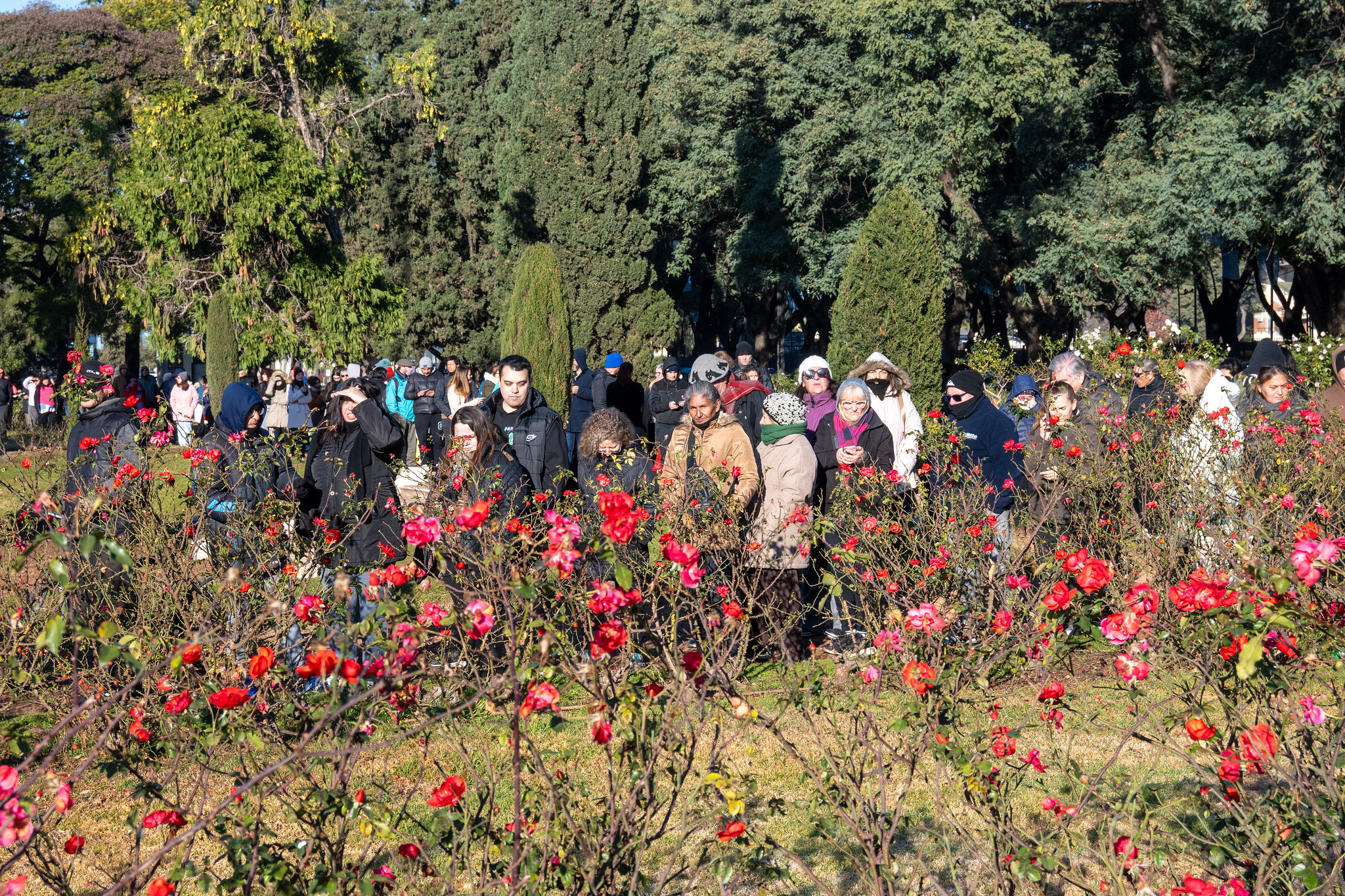 Noticias MR | Gran convocatoria en el Parque de la Independencia para la primera entrega de esquejes de rosas Noticias MR | Gran convocatoria en el Parque de la Independencia para la primera entrega de esquejes de rosas
