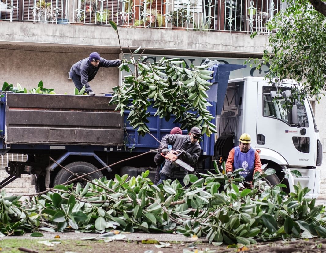 Noticias MR | El municipio lleva adelante trabajos de mantenimiento del arbolado en los distritos Norte, Noroeste y Sur