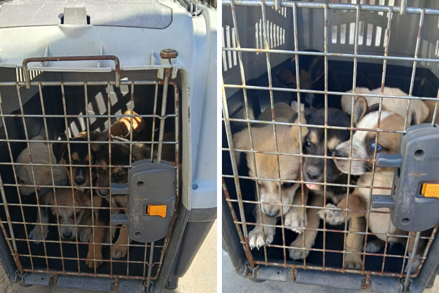Noticias MR | El municipio rescató a 13 perros de una situación de abandono en zona norte Noticias MR | El municipio rescató a 13 perros de una situación de abandono en zona norte
